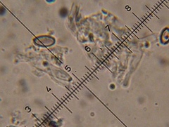 Psilocybe muliercula