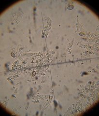 Psilocybe muliercula