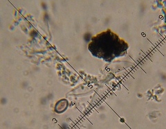 Psilocybe muliercula