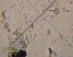 Psilocybe muliercula