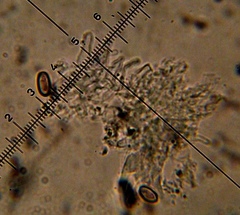 Psilocybe muliercula