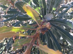 Catasarcus asphaltinus