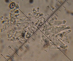 Psilocybe muliercula