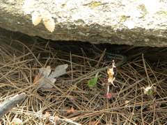 Anatololacerta anatolica