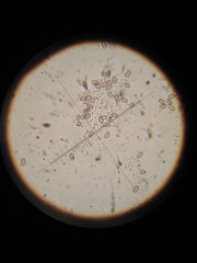 Psilocybe muliercula