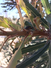 Catasarcus asphaltinus