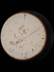 Psilocybe muliercula