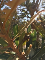 Catasarcus asphaltinus