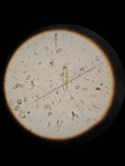 Psilocybe muliercula