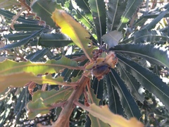 Catasarcus asphaltinus