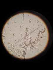 Psilocybe muliercula