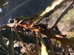 Catasarcus asphaltinus