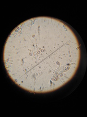 Psilocybe muliercula