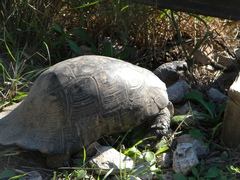 Testudo marginata