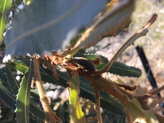 Catasarcus asphaltinus