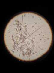 Psilocybe muliercula