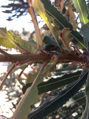 Catasarcus asphaltinus