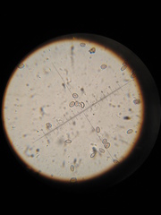 Psilocybe muliercula