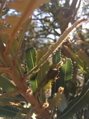 Catasarcus asphaltinus