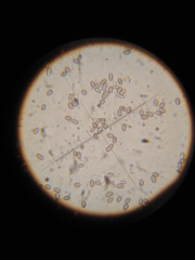 Psilocybe muliercula