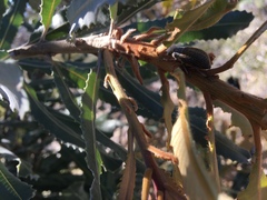 Catasarcus asphaltinus