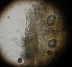 Psilocybe muliercula