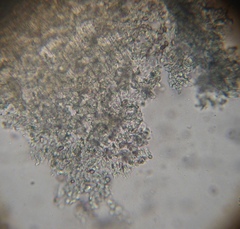 Psilocybe muliercula