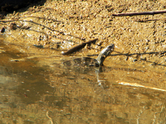 Mauremys rivulata