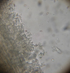 Psilocybe muliercula