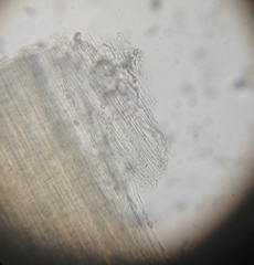 Psilocybe muliercula