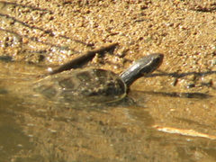 Mauremys rivulata