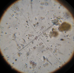 Psilocybe muliercula