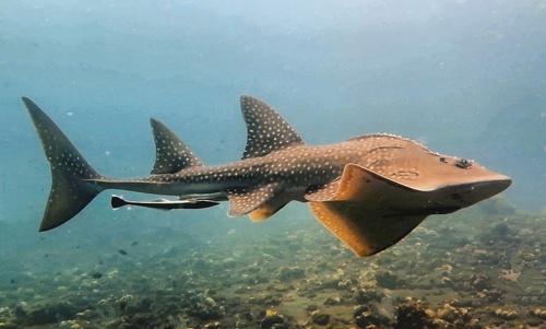 Bowmouth guitarfish (Rhina ancylostoma) — Rhinidae