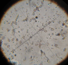 Psilocybe muliercula