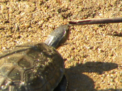 Mauremys rivulata