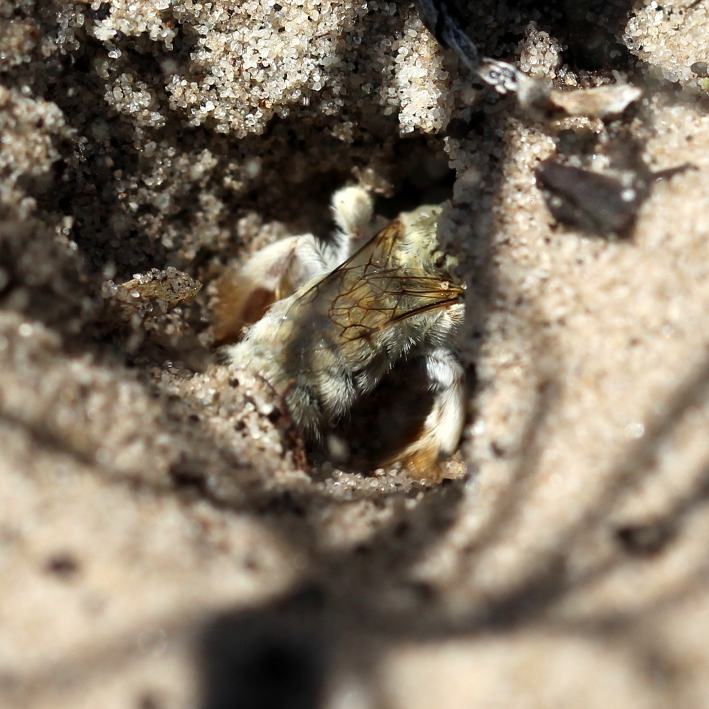 Fideliinae