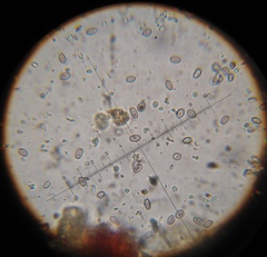 Psilocybe muliercula