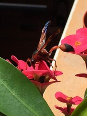 Delta dimidiatipenne