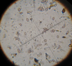 Psilocybe muliercula