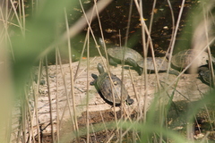 Mauremys rivulata
