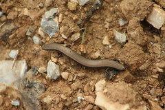 Ablepharus kitaibelii