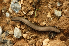 Ablepharus kitaibelii