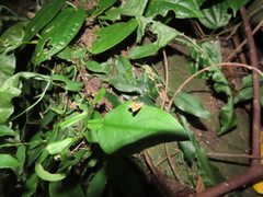 Choreutis amethystodes