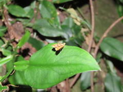 Choreutis amethystodes