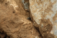 Ablepharus kitaibelii