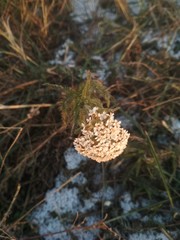 Achillea millefolium
