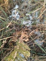 Achillea millefolium