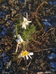 Tripleurospermum inodorum