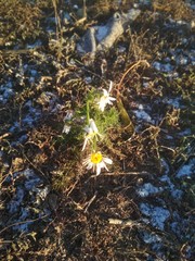 Tripleurospermum inodorum