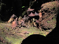 Psilocybe yungensis